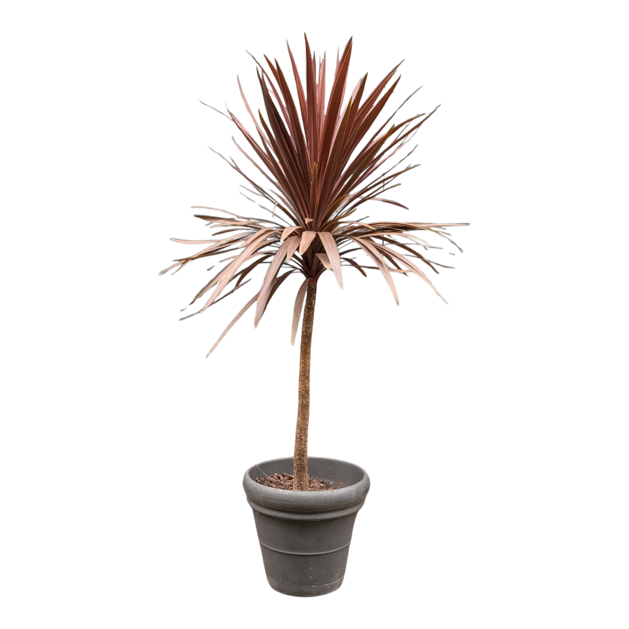 Rote Palme